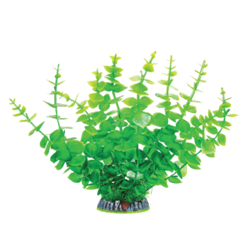 Растение 30005AP с распылителем - Бакопа желто-зеленая (9см х 9см х 32см)