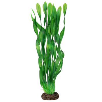 Растение Валлиснерия зеленая - 35см