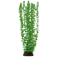 Растение 4673 - Бакопа зеленая (40см) - 0
