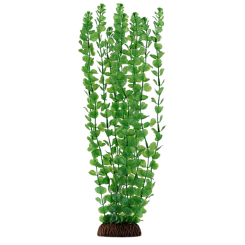 Растение 4673 - Бакопа зеленая (40см)