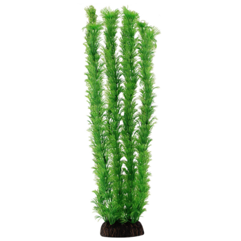 Растение 4682 - Амбулия зеленая (40см)