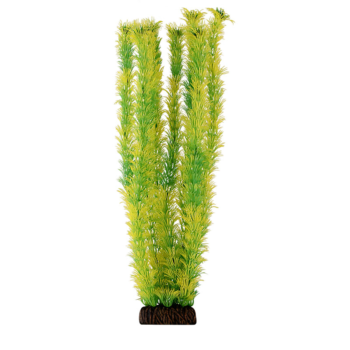 Растение 4686 - Амбулия жёлто-зеленая (40см)
