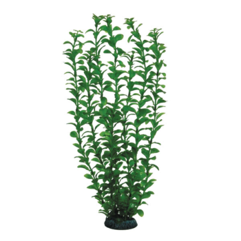 Растение 4689 - Людвигия зеленая (40см)