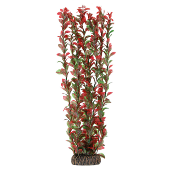 Растение 4690 - Людвигия красная (40см)