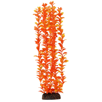Растение 4691 - Людвигия оранжевая (40см)