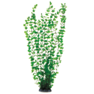 Растение 5558 - Бакопа зеленая (50см) - 0