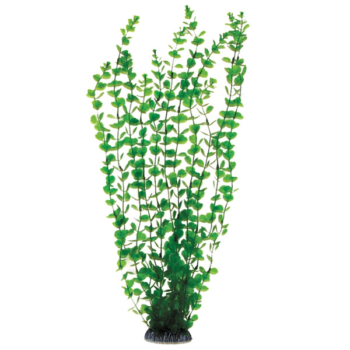 Растение 5558 - Бакопа зеленая (50см)