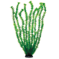 Растение 5568 - Амбулия зеленая (50см) - 0
