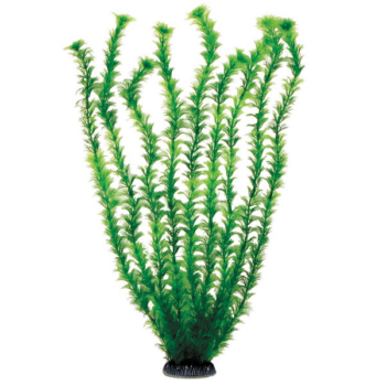 Растение 5568 - Амбулия зеленая (50см)