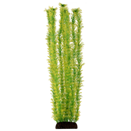 Растение 5573 - Амбулия жёлто-зеленая (50см) - 0