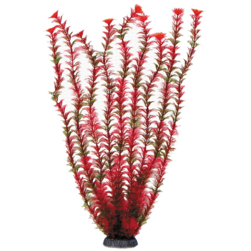 Растение 5574 - Амбулия красная (50см) - 0