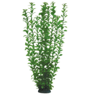 Растение 5576 - Людвигия зеленая (50см) - 0