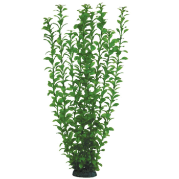 Растение 5576 - Людвигия зеленая (50см)