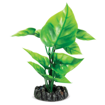 Растение 20149 - Спатифилум (20см)