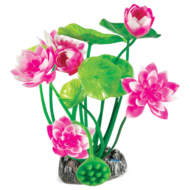 Растение 20150 - Нимфея розовая (20см) - 0