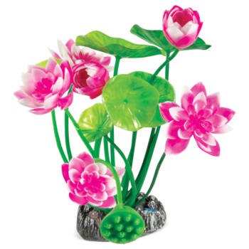 Растение 20150 - Нимфея розовая (20см)