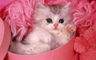 Холст с красками 22х30 см по номерам. "Котик в розовой коробке". - 0
