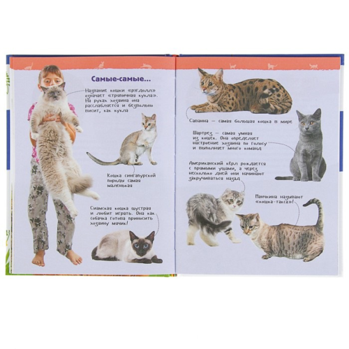 Энциклопедия для детского сада - Кошки и котята - 2