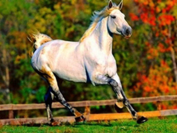 Холст с красками 22х30 см по номерам. "Белая лошадь".