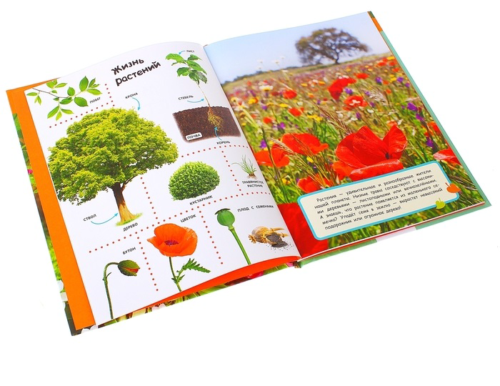 Энциклопедия в картинках для малышей "Мир растений" - 1