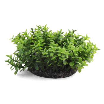Растение - Микрантемум 3 ветки (5см)