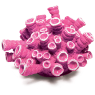 Коралл искусственный - Эусмилия розовая (9,5см х 9,5см х 5,5см) - 0