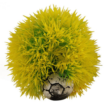 Растение - Кладофора желтая (8см х 8см х 9см)