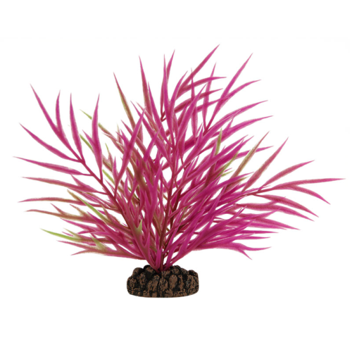 Растение - Хакия розовая (20см) - 0