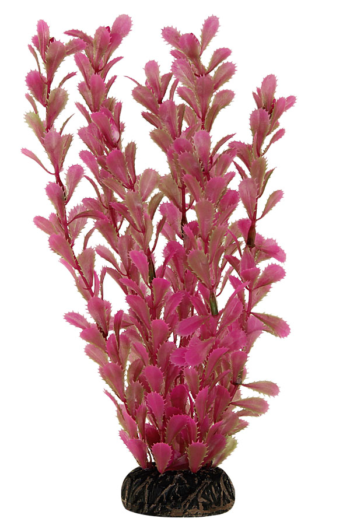 Растение 2564 - Дианея розовая (25см)