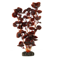 Растение - Щитолистник коричневый (25см) - 0
