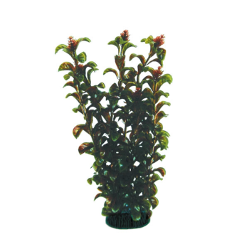 Растение 2960 - Гамфрена коричневая (30см)