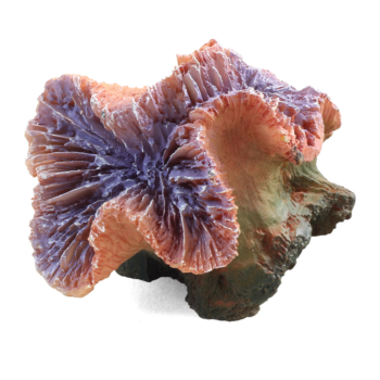 Коралл искусственный - Каталофиллия фиолетовая (8см х 7см х 7см)