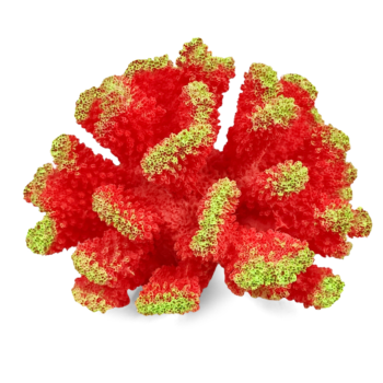 Коралл искусственный красный - Стилофора (12см х 11см х 7,5см)