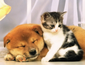 Набор для творчества Рыжий кот Алмазная мозаика Котик и спящий пёс, с подрамником с полным заполнением 30х40 см