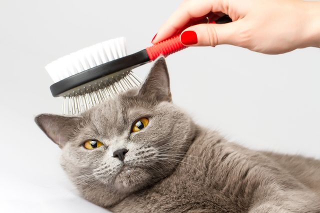 Чем вычёсывать кошку: подбираем расчёску